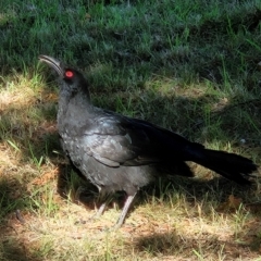 Corcorax melanorhamphos (White-winged Chough) at QPRC LGA - 22 Apr 2024 by MatthewFrawley