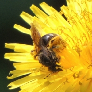 Lasioglossum (Chilalictus) sp. (genus & subgenus) at Pollinator-friendly garden Conder - 8 Dec 2023