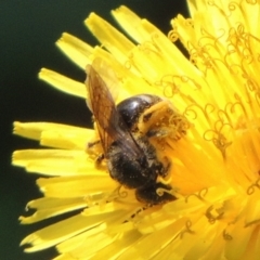 Lasioglossum (Chilalictus) sp. (genus & subgenus) (Halictid bee) at Conder, ACT - 8 Dec 2023 by michaelb