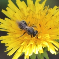 Lasioglossum (Chilalictus) sp. (genus & subgenus) at Pollinator-friendly garden Conder - 8 Dec 2023