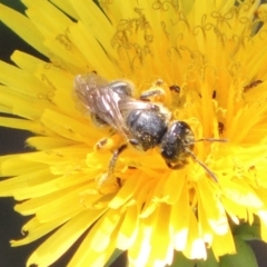 Lasioglossum (Chilalictus) sp. (genus & subgenus) at Pollinator-friendly garden Conder - 8 Dec 2023 11:32 AM