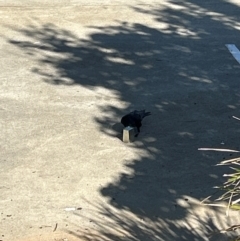 Corvus coronoides at Greenway, ACT - 23 Apr 2024 09:41 AM