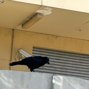 Corvus coronoides at Greenway, ACT - 23 Apr 2024