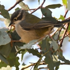 Melithreptus brevirostris (Brown-headed Honeyeater) at Strathnairn, ACT - 23 Apr 2024 by Thurstan