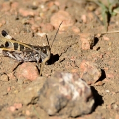 Oedaleus australis (Australian Oedaleus) at Woodstock Nature Reserve - 23 Apr 2024 by Thurstan