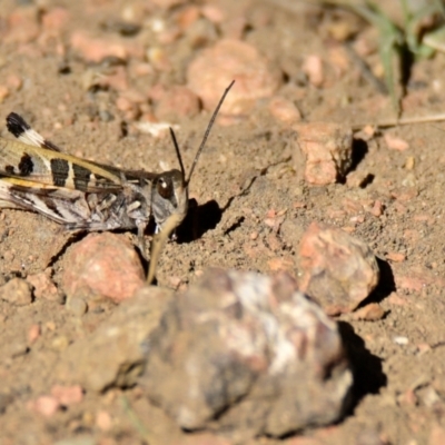 Oedaleus australis (Australian Oedaleus) at Woodstock Nature Reserve - 23 Apr 2024 by Thurstan