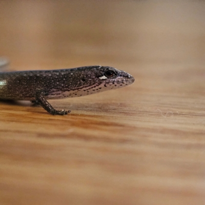 Saproscincus mustelinus (Weasel Skink) at QPRC LGA - 23 Apr 2024 by MatthewFrawley