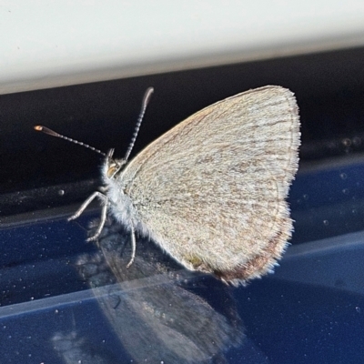 Zizina otis (Common Grass-Blue) at QPRC LGA - 23 Apr 2024 by MatthewFrawley