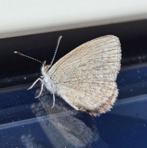 Zizina otis (Common Grass-Blue) at QPRC LGA by MatthewFrawley