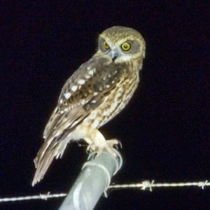 Ninox boobook at Canberra Airport, ACT - 21 Apr 2024