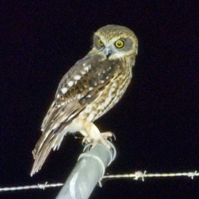 Ninox boobook (Southern Boobook) at Canberra Airport, ACT - 21 Apr 2024 by millsse