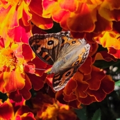 Junonia villida (Meadow Argus) at QPRC LGA - 23 Apr 2024 by MatthewFrawley