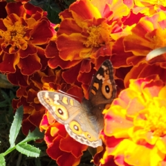 Junonia villida at QPRC LGA - 23 Apr 2024