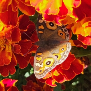 Junonia villida at QPRC LGA - 23 Apr 2024