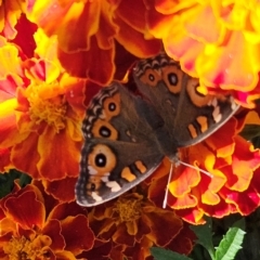 Junonia villida at QPRC LGA - 23 Apr 2024