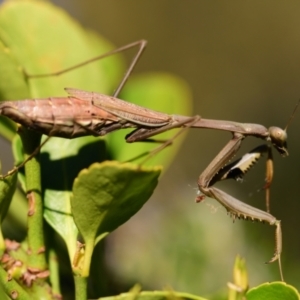 Archimantis sp. (genus) at Evatt, ACT - 22 Apr 2024