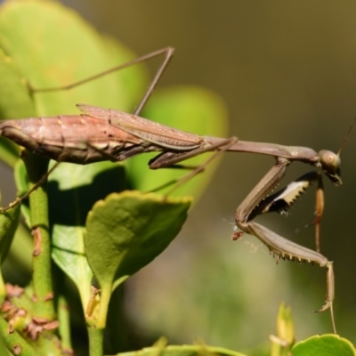 Archimantis sp. (genus) (Large Brown Mantis) at Evatt, ACT - 22 Apr 2024 by Thurstan