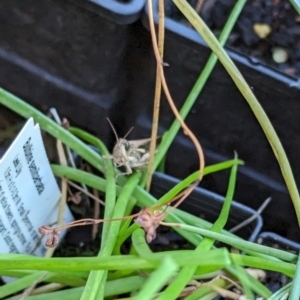 Unidentified Grasshopper, Cricket or Katydid (Orthoptera) at suppressed by rbannister