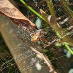 Phonognatha graeffei at Florey, ACT - suppressed