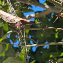 Phonognatha graeffei at Florey, ACT - suppressed