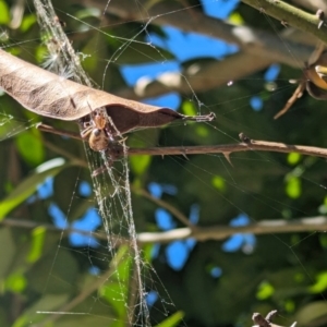 Phonognatha graeffei at Florey, ACT - 21 Apr 2024