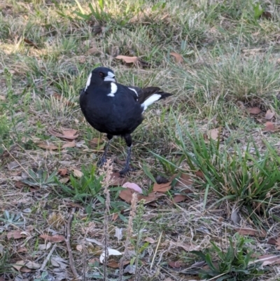 Gymnorhina tibicen (Australian Magpie) at Lawson, ACT - 20 Apr 2024 by rbannister