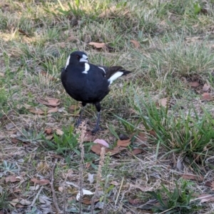 Gymnorhina tibicen (Australian Magpie) at Lawson, ACT by rbannister