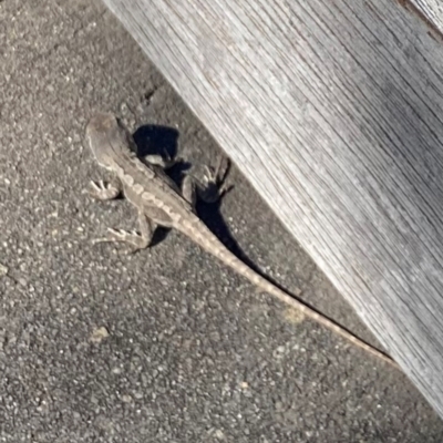 Amphibolurus muricatus (Jacky Lizard) at QPRC LGA - 23 Apr 2024 by cherylhodges