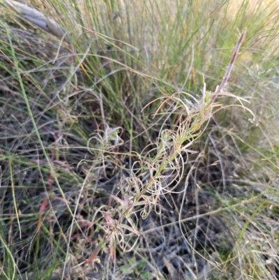 Epilobium billardiereanum subsp. cinereum (Hairy Willow Herb) at QPRC LGA - 23 Apr 2024 by Csteele4