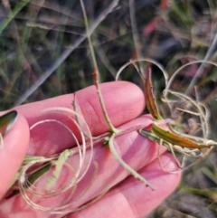 Epilobium billardiereanum subsp. cinereum at QPRC LGA - 23 Apr 2024