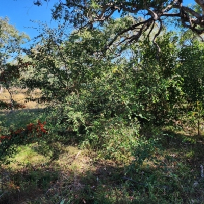 Cotoneaster (genus) (Cotoneaster) at Farrer Ridge - 23 Apr 2024 by julielindner
