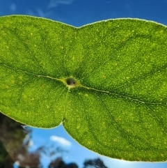 Eucalyptus risdonii (Risdon Peppermint) at Red Hill, ACT - 23 Apr 2024 by Steve818