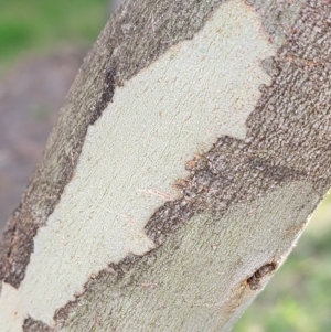 Eucalyptus risdonii at Red Hill, ACT - 23 Apr 2024