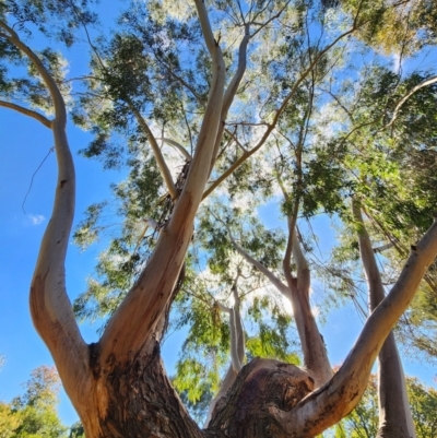 Eucalyptus elata (River Peppermint) at Red Hill, ACT - 23 Apr 2024 by Steve818