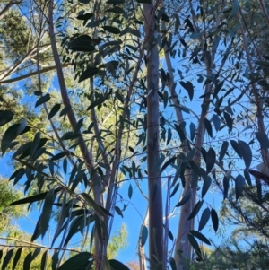 Eucalyptus burgessiana at Red Hill, ACT - 23 Apr 2024