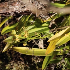 Cestichis reflexa at Fitzroy Falls - 23 Apr 2024