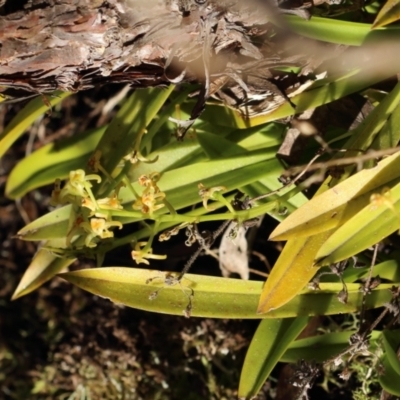 Cestichis reflexa (Tom Cats) at Fitzroy Falls, NSW - 23 Apr 2024 by Snowflake