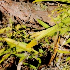 Cestichis reflexa at Fitzroy Falls - suppressed