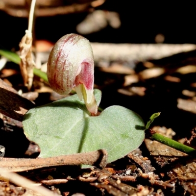Corybas aconitiflorus (Spurred Helmet Orchid) at Wingecarribee Local Government Area - 23 Apr 2024 by Snowflake