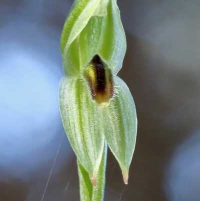 Pterostylis longifolia (Tall Greenhood) at Wingecarribee Local Government Area - 23 Apr 2024 by Snowflake
