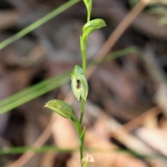 Pterostylis longifolia at Fitzroy Falls - suppressed