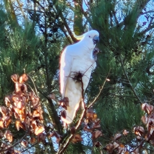 Cacatua galerita at QPRC LGA - 23 Apr 2024 03:32 PM