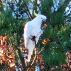 Cacatua galerita at QPRC LGA - 23 Apr 2024 03:32 PM