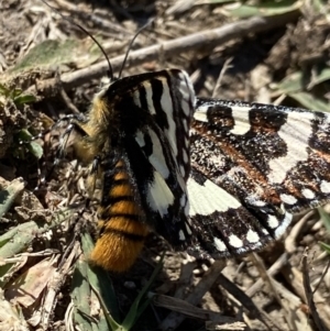 Apina callisto (Pasture Day Moth) at National Arboretum Forests by AJB