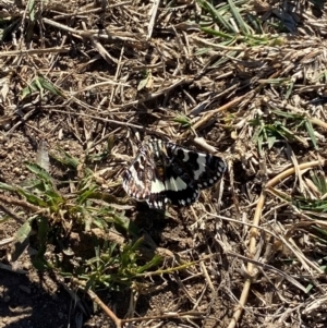 Apina callisto at National Arboretum Forests - 23 Apr 2024