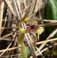 Chiloglottis seminuda (Turtle Orchid) at suppressed - 11 Feb 2024 by AJB