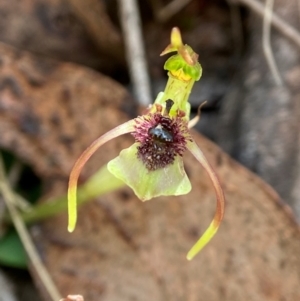 Chiloglottis seminuda at suppressed - 11 Feb 2024