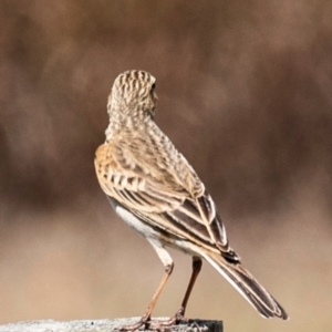 Anthus australis at Saint Lawrence, QLD - 4 Aug 2020