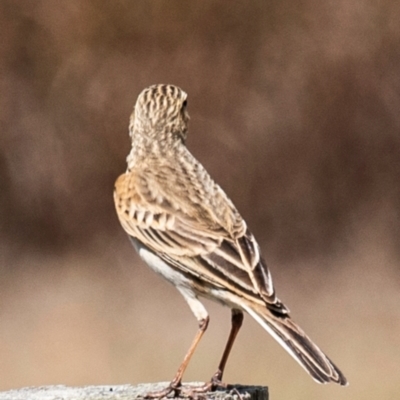 Anthus australis (Australian Pipit) at Saint Lawrence, QLD - 4 Aug 2020 by Petesteamer