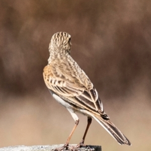 Anthus australis (Australian Pipit) at Saint Lawrence, QLD by Petesteamer